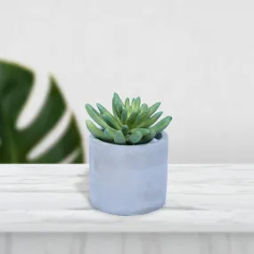 Mini Artificial Plant/Flower in Ceramic Pot/Planter Mini Artificial Plant/Flower in Ceramic Pot/Planter