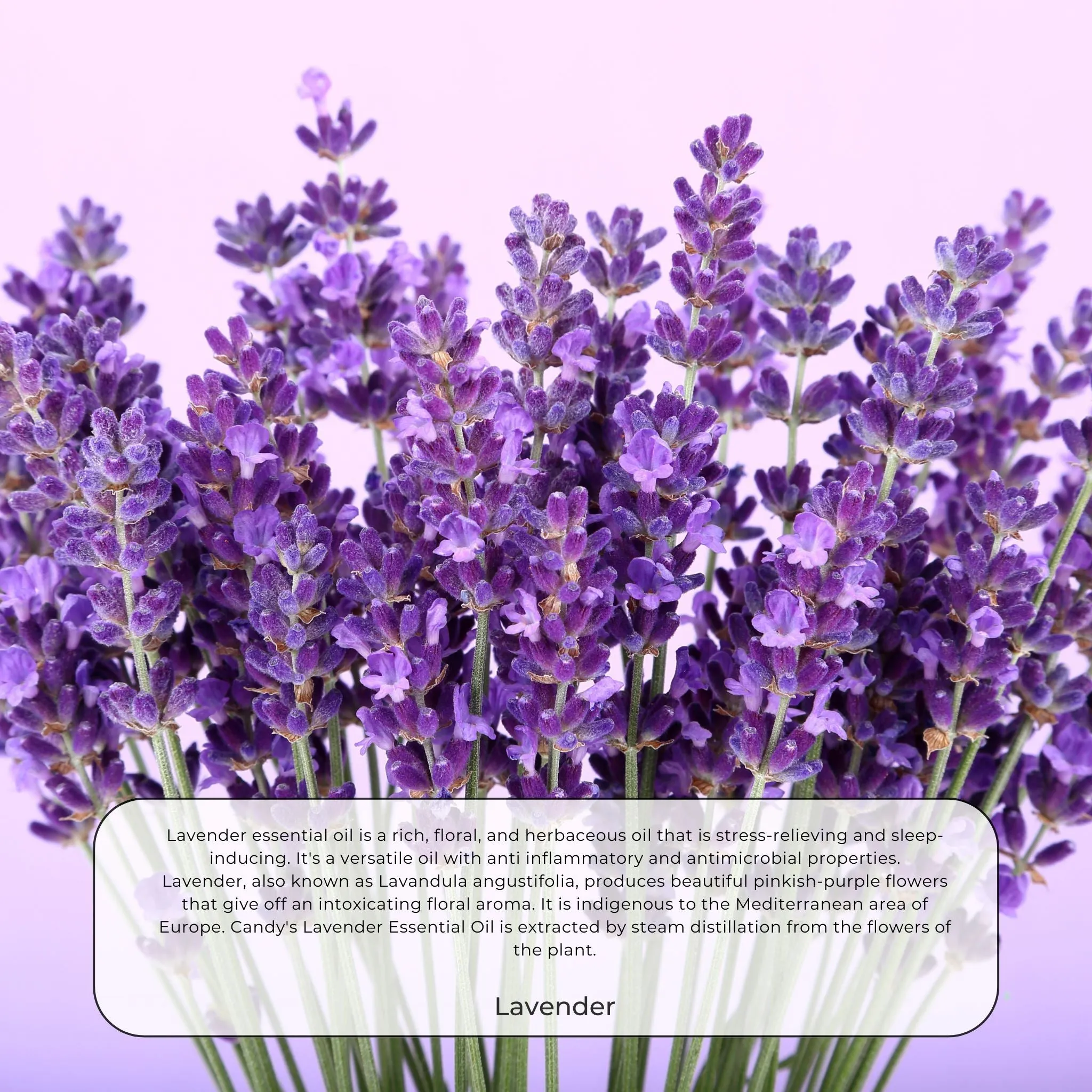Sweet Dreams - 100% Essential oil